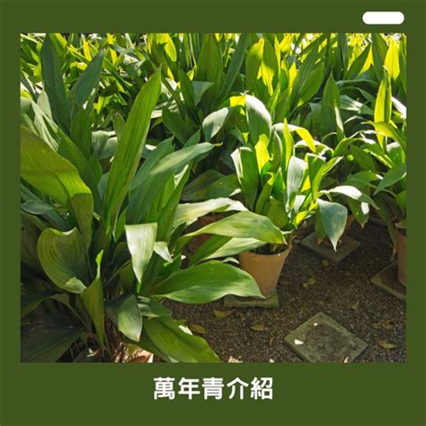 阿波羅萬年青|阿波羅萬年青：綠意盎然的室內植物之選 – 植物盆栽綠寶典